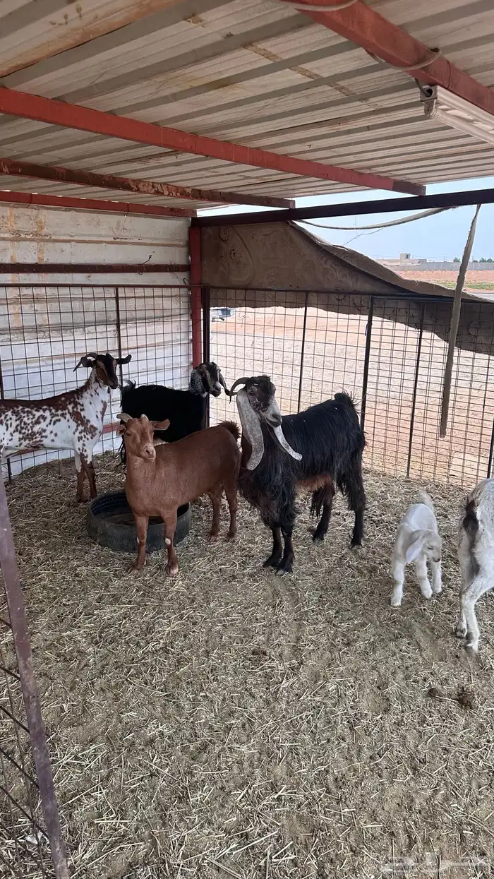 للبيع معزا مواليد ودفيع 2