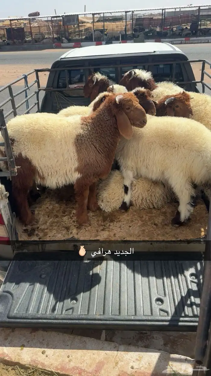 ذبائح حائل 20