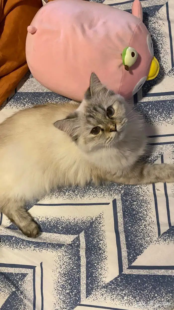 قطط للتبني 2