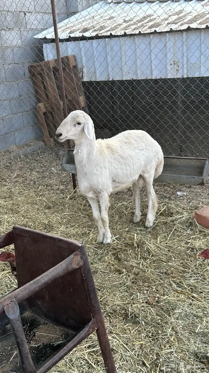 طلي حري ذبيحه للبيع 6