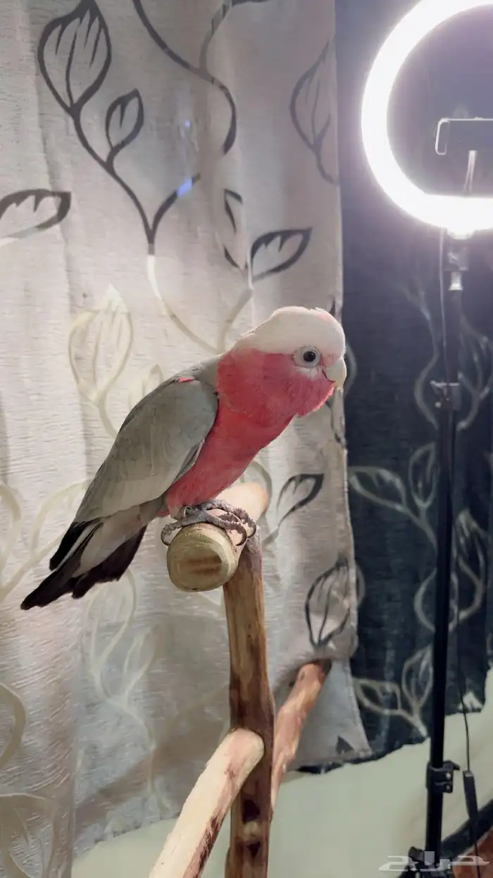 ببغاء كوكاتو قالا اليف ولعوب ومتكلم وهدد داخلي 3