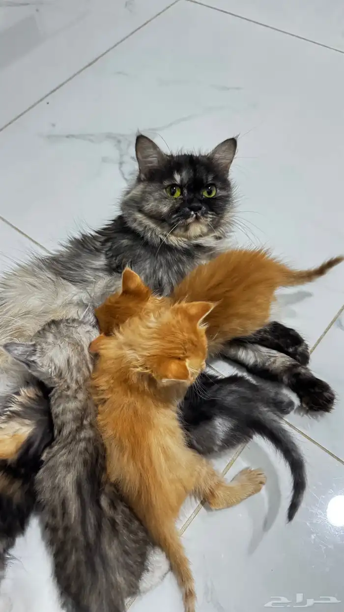 قطه شيرازي للتبني مع كيتنز 2