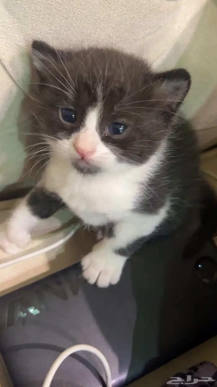 ثلاث قطط للتبني ام و ذكرين 2