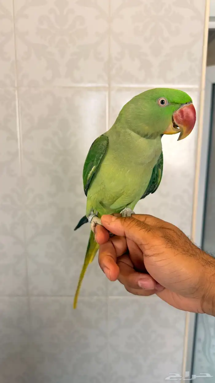للبيع طائر ببغاء دره نيبالي حجم جامبو 0