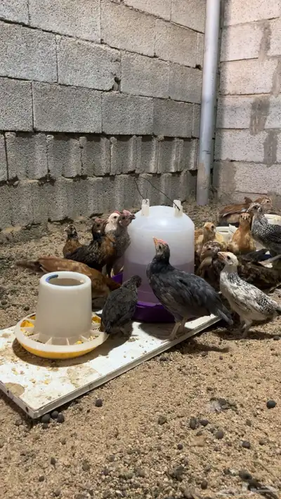 دجاج صيصيان الصحه شرط index