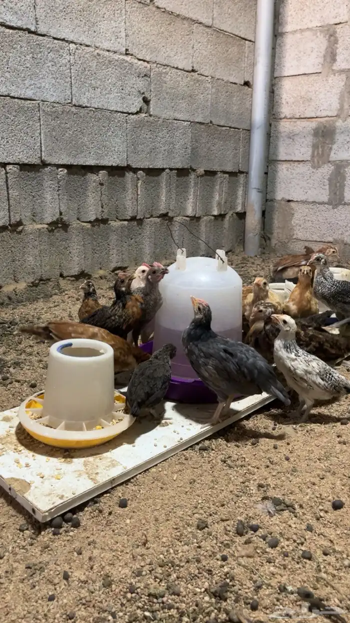 دجاج صيصيان الصحه شرط 1