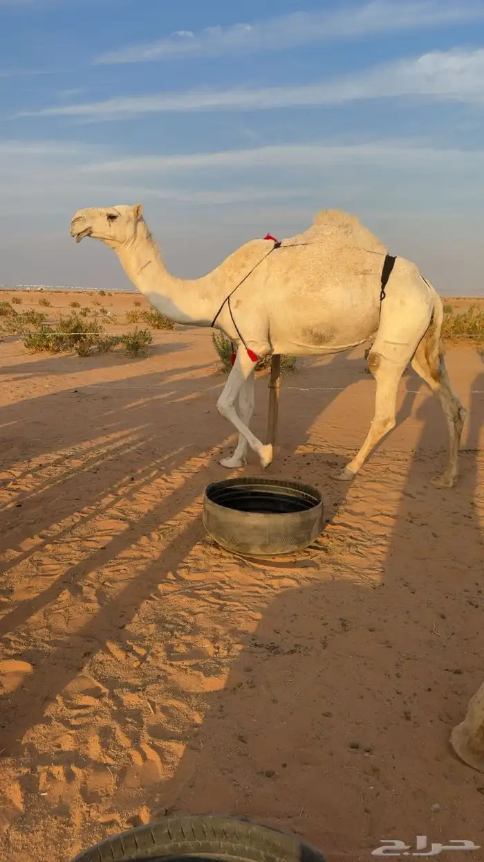 عشراء معه قعود طايش شحم 1