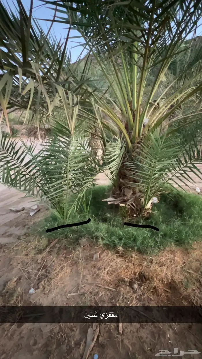 جثايث للبيع مقفزي وشكل وبديره وحمراء عميق وحمراء حصان وخلعه 4