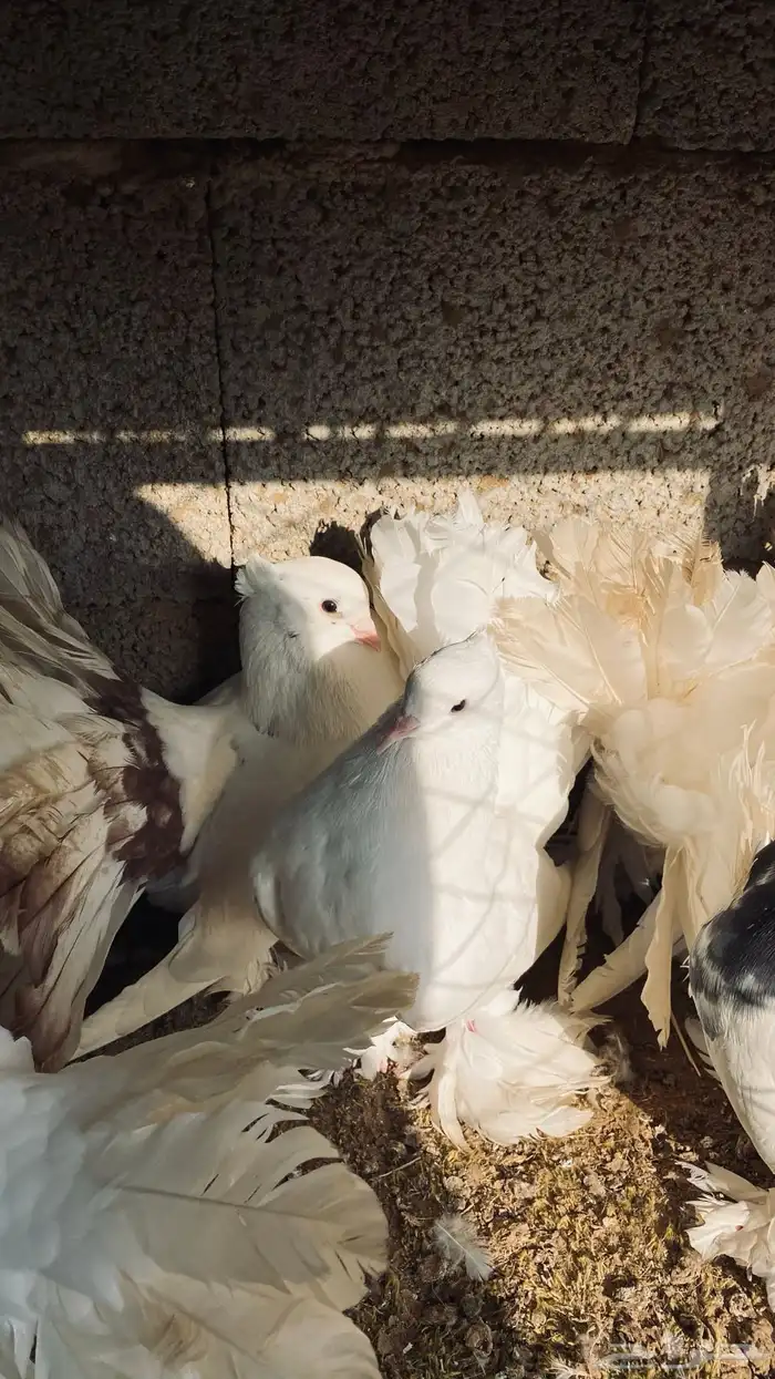 حمام رقاصي 0