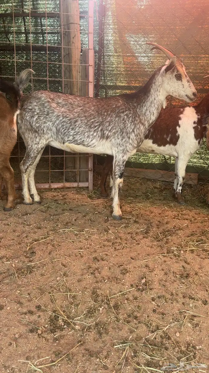 معزا دفيع العدد 4 3