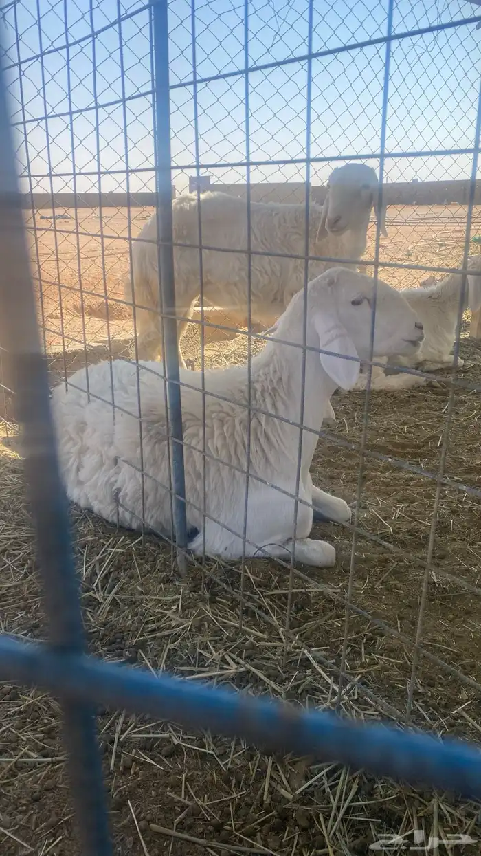 رخل حرية صنف عمرها 8 شهور جذعه غلاق لكن عندي شك انها شكر 5