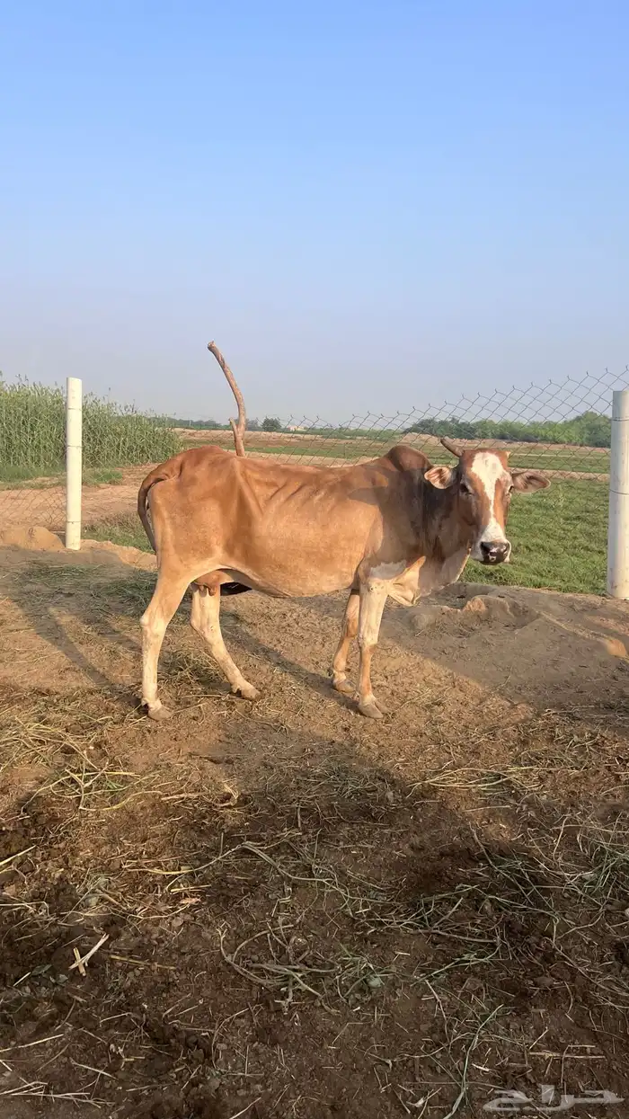 بقره للبيع سنها سديس 0
