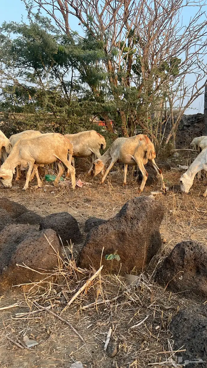 ضان العدد 27 فيها وحده منتوج و15 على وشك ولاده 3