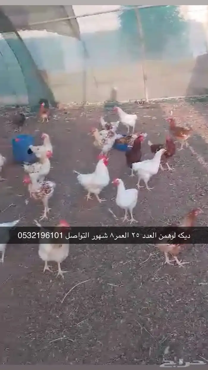 ديكة لوهمن 0