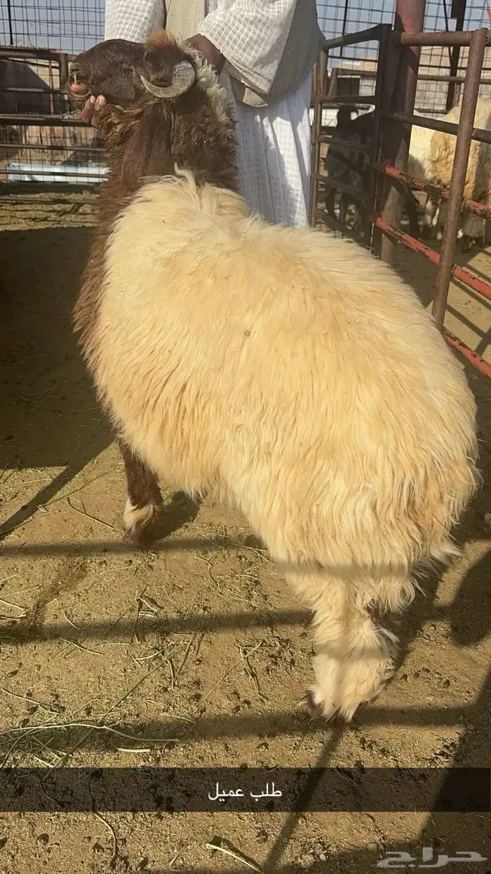 ذبائح حائل 14