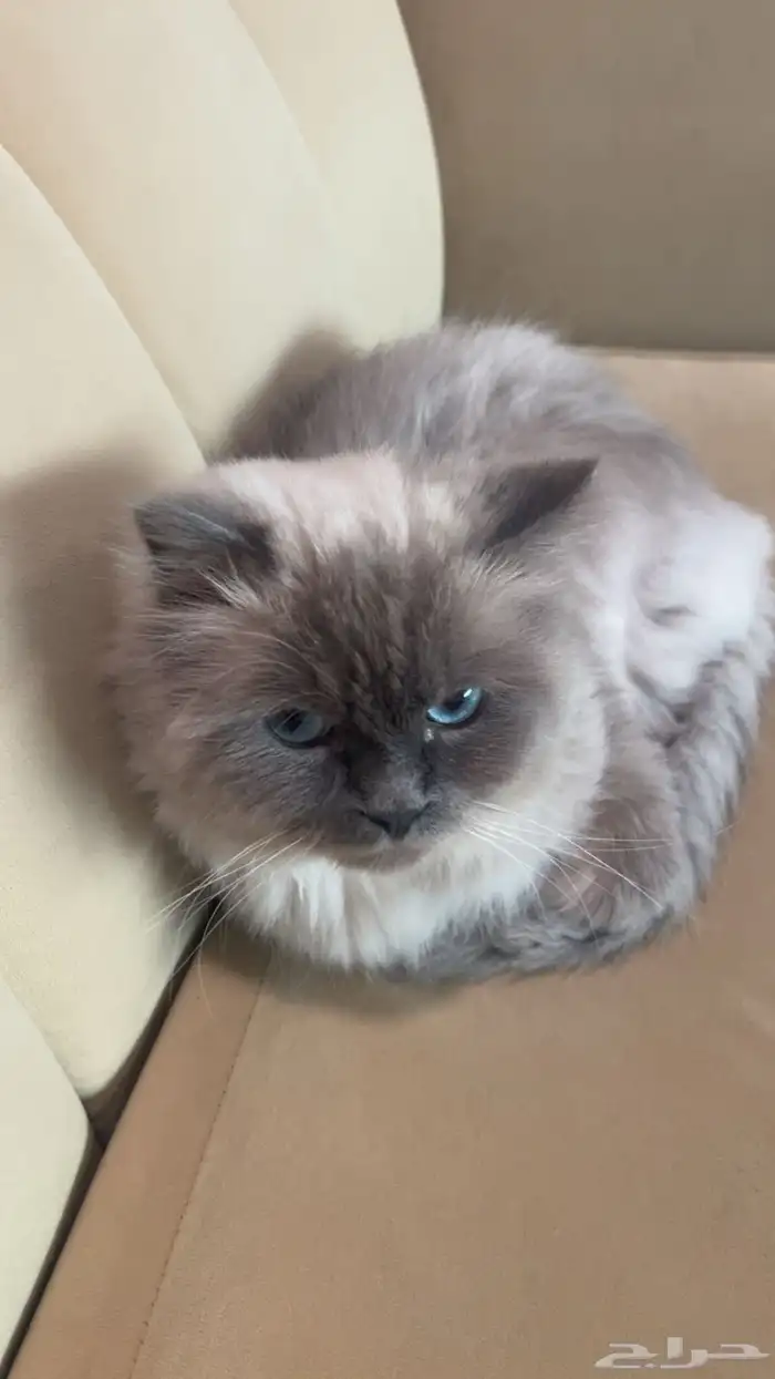 قط للتبني جميل وذكي ويحب اللعب بس فيه فطريات وانا مسافره 4