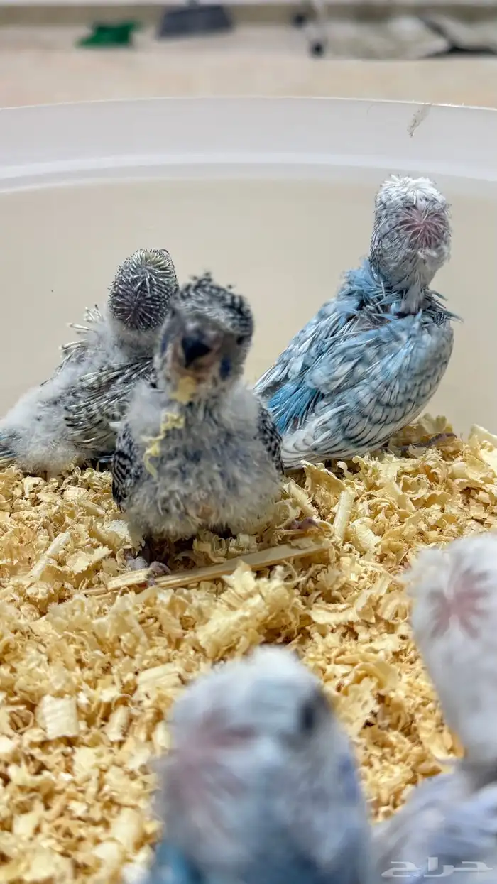 5 فروخ بادجي هوقو وسبلت هوقو جاهزين للغر والتربيه 3