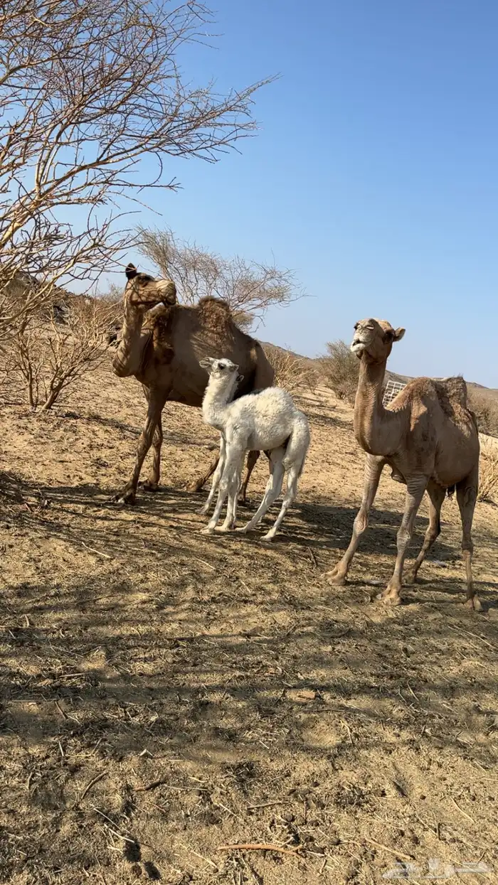 ابل خلفات كفوو عليها قعدان 1