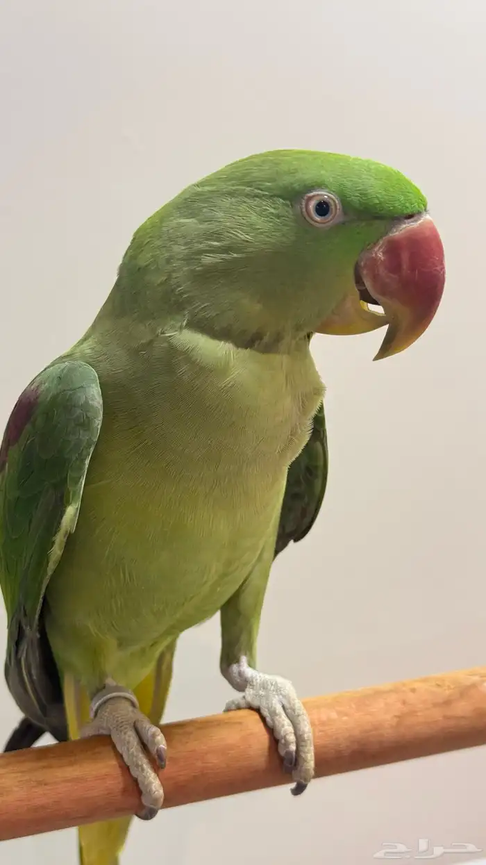 للبيع طائر ببغاء دره نيبالي حجم جامبو 1