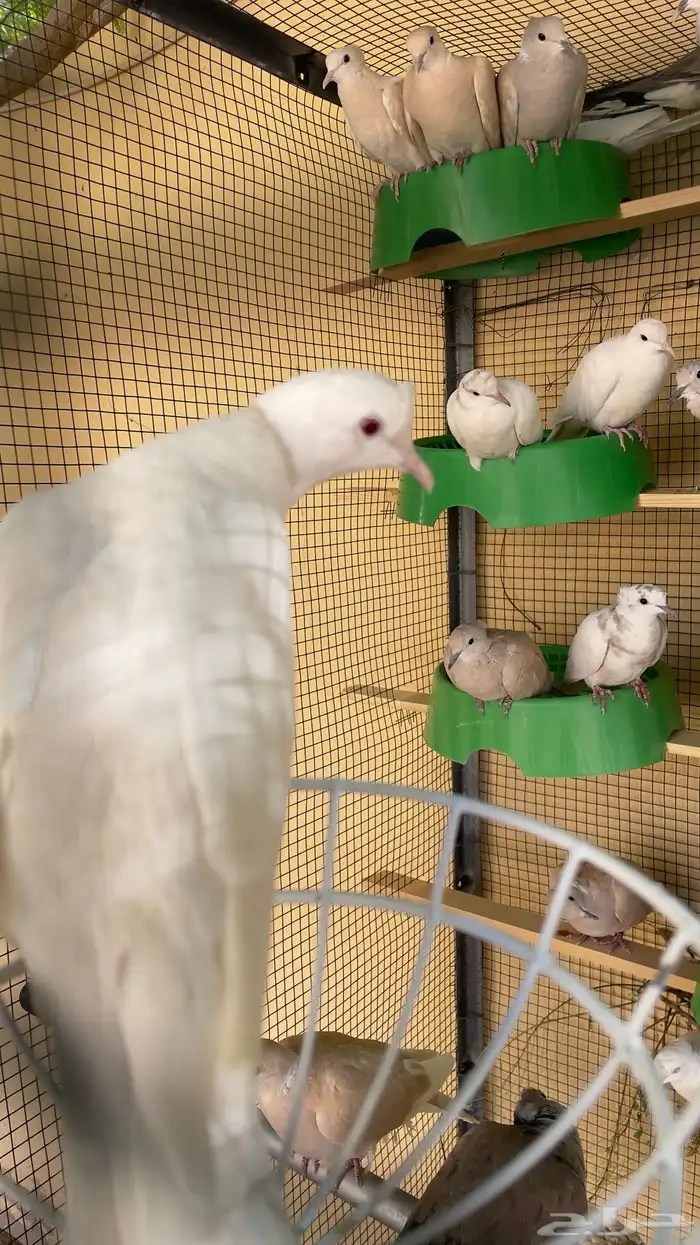 قماري يا كريم 1