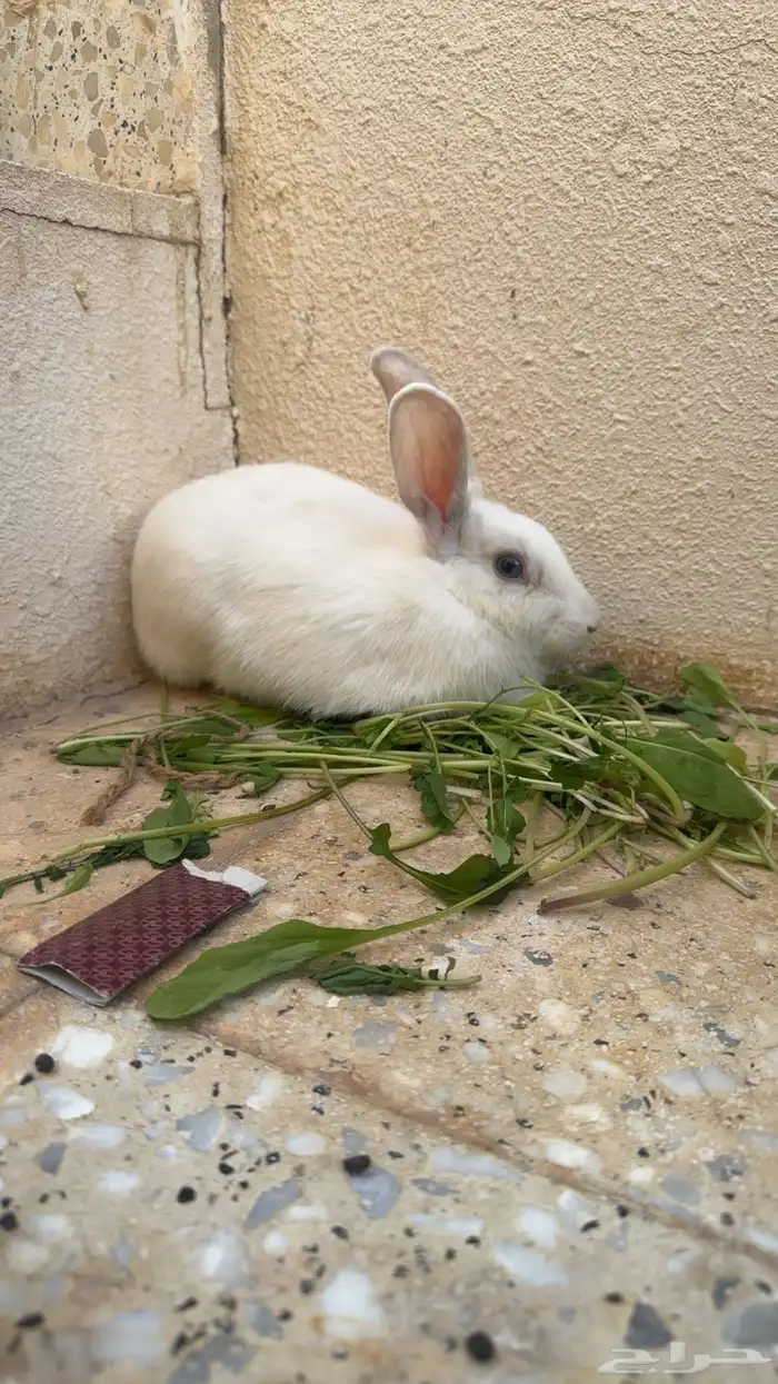 ارانب للبيع 1