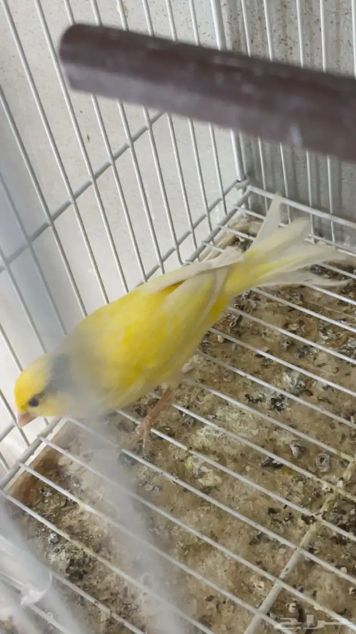 كناري تغريد 1