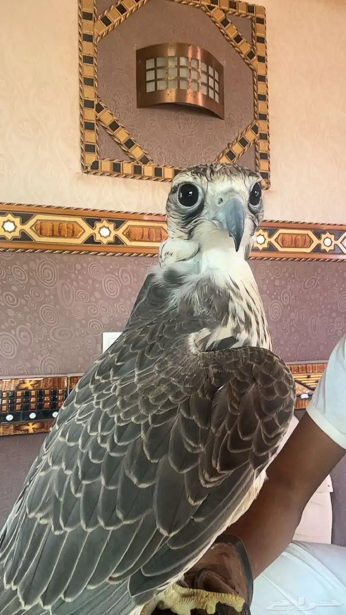 طير حر وحش 0