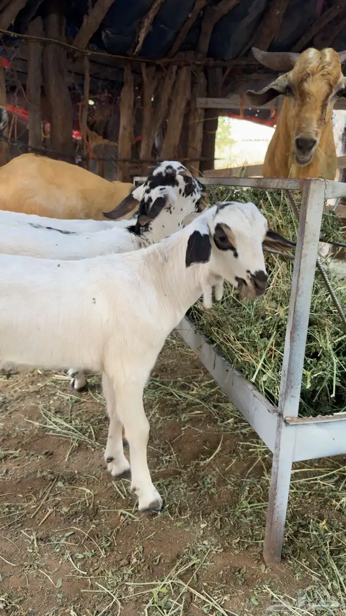 2 تيوس بيشيات 3