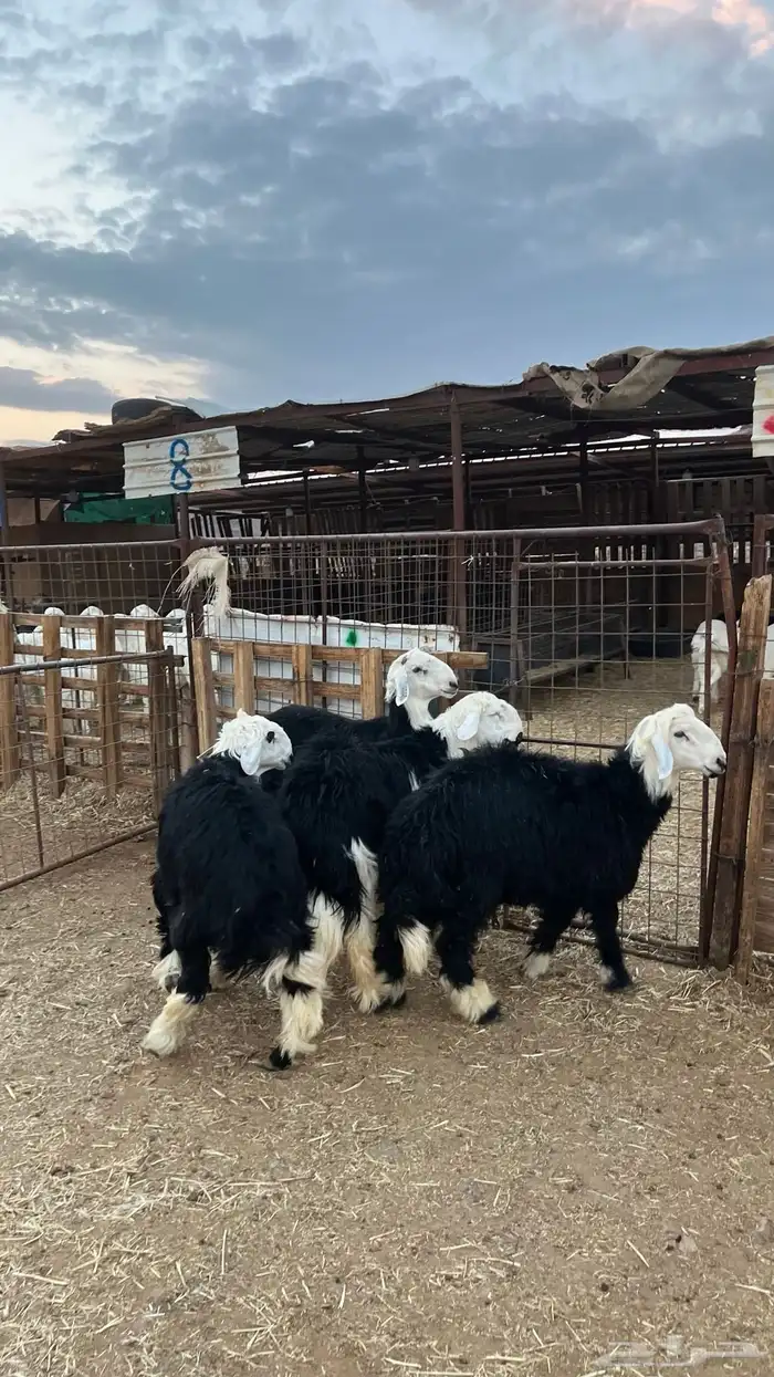 طليان نجدي ذبائح 1