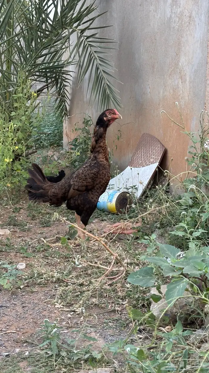 دجاجة شامو معاها صوص 1