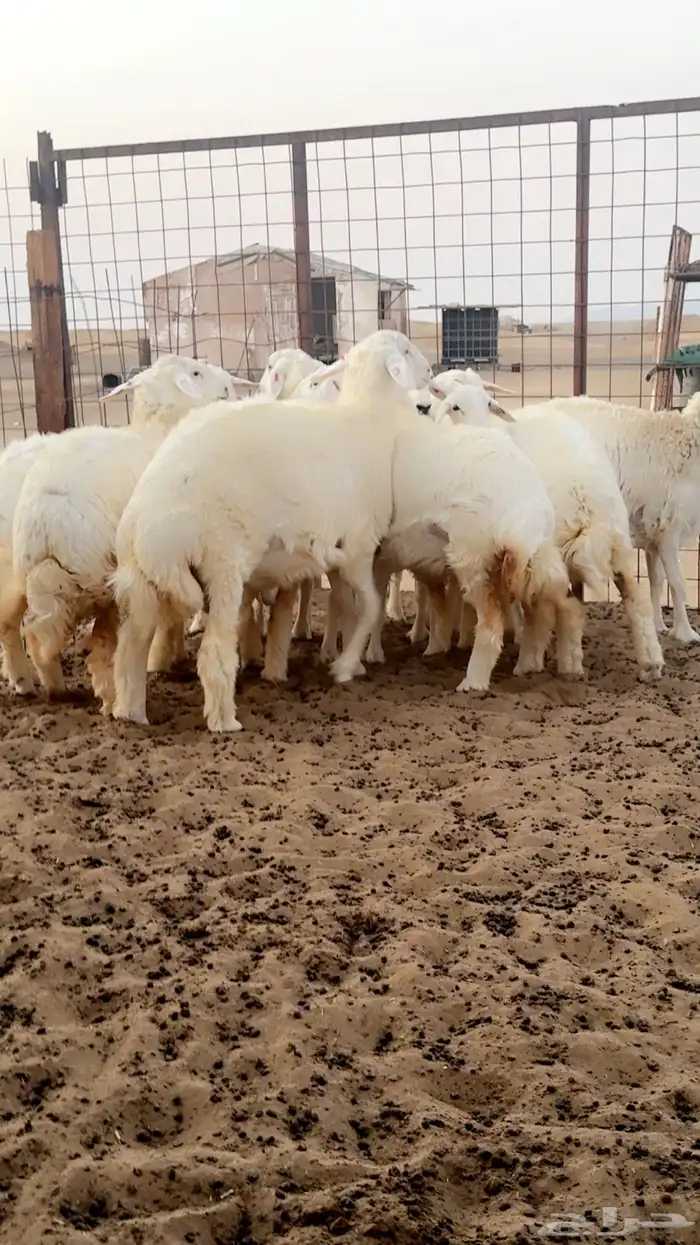 رخال حريه صنف فرش فحل - العرض الاول 5