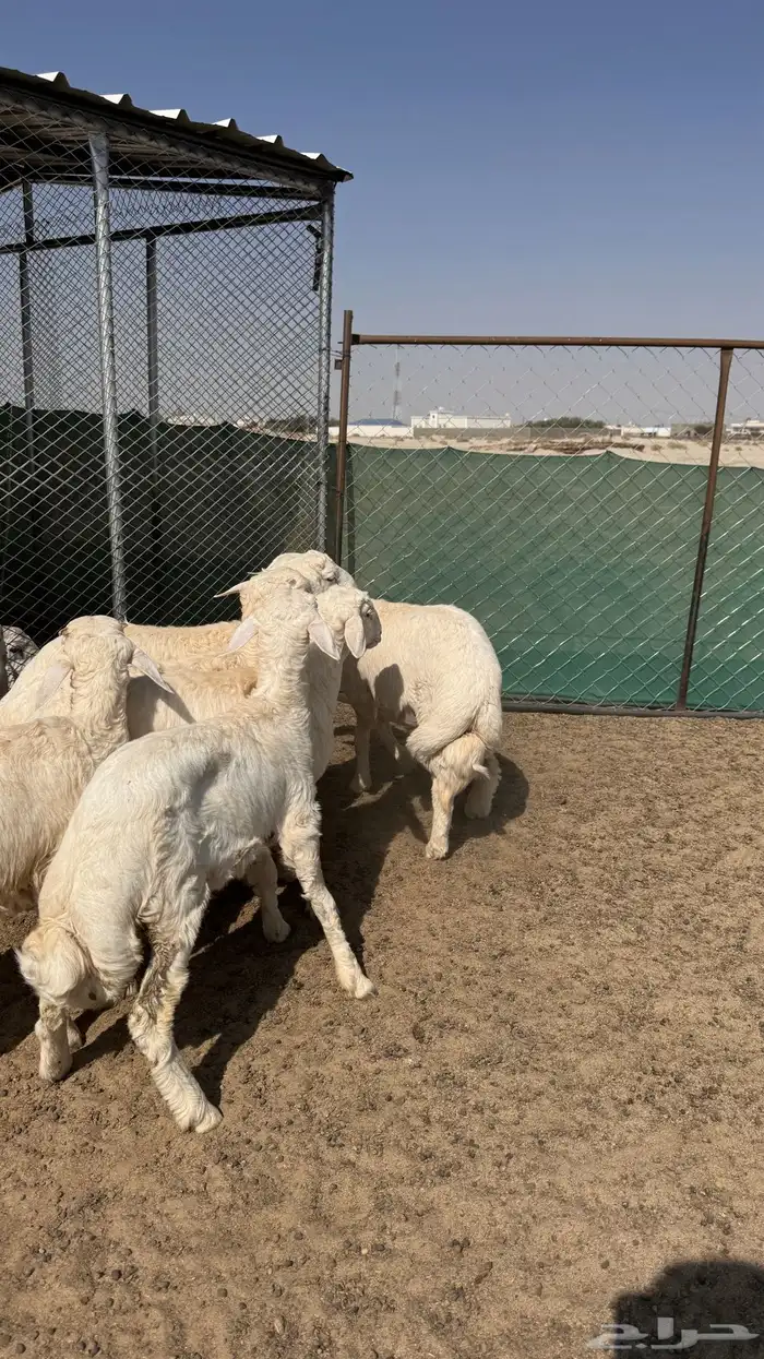 طليان فل شحم شعره وطرف 1