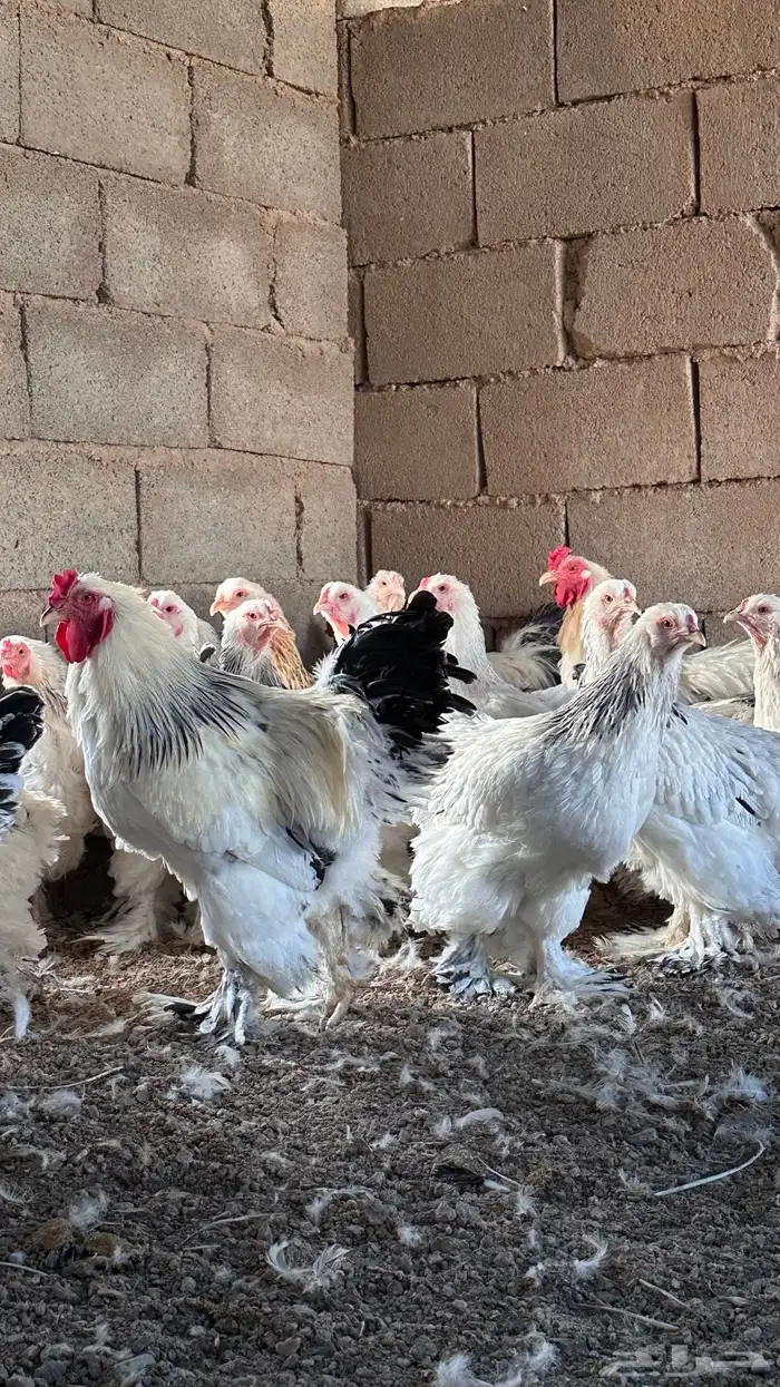 للبيع دجاج براهما كولمبي بياض 3
