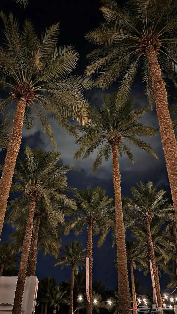 بيوت محميه 2