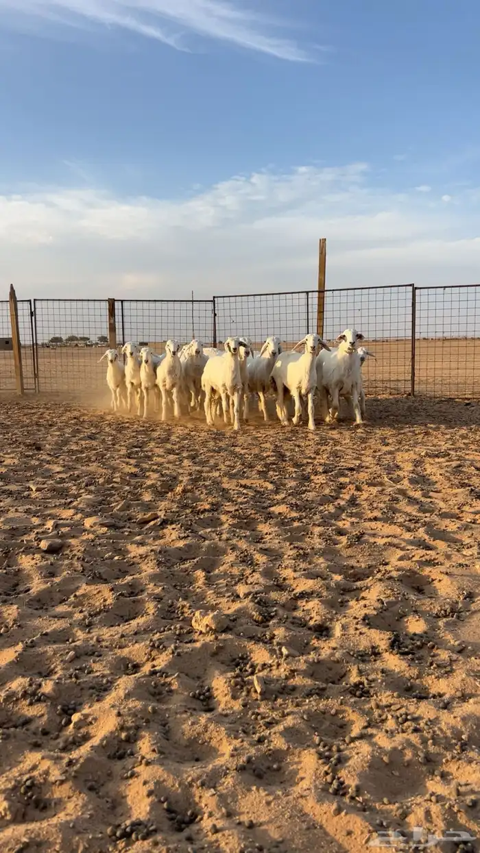 بهم حري نضيف 0