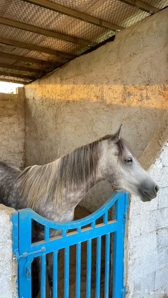 للبيع فحل عربي أصيل   نجم 3