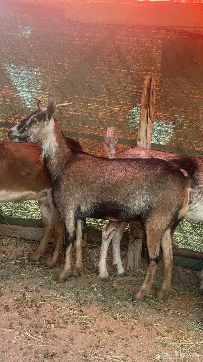 معزا دفيع العدد 4 2