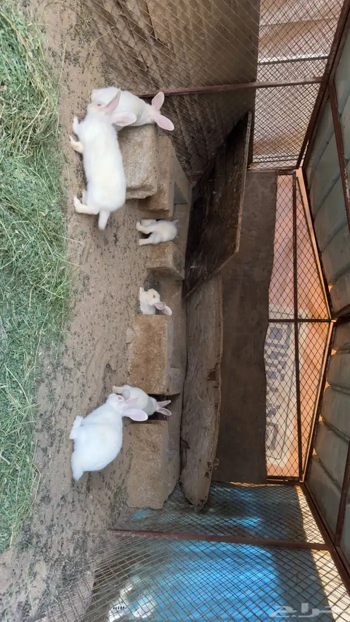 ارانب فرنسيه 1