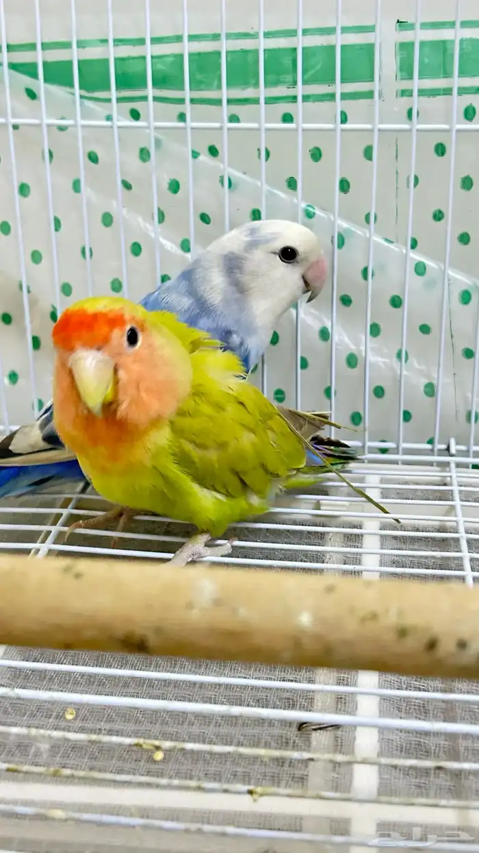 للبيع روز اخضر وا ازرق 1