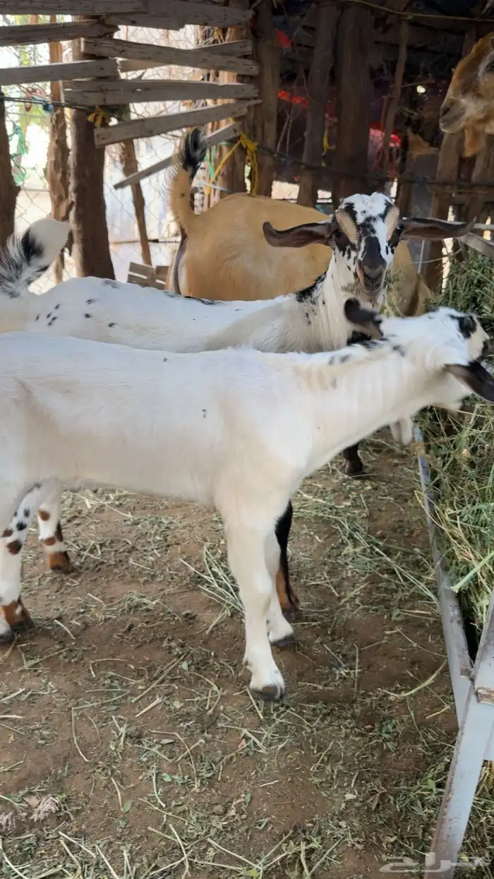 2 تيوس بيشيات 2