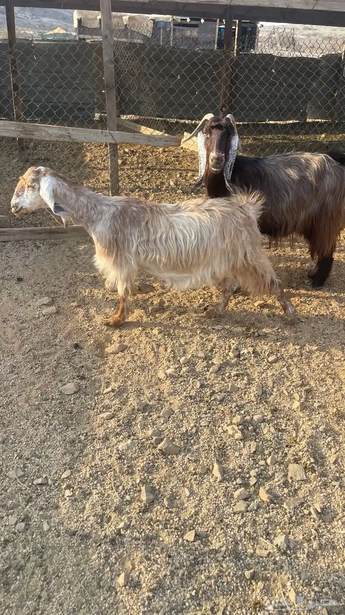 ماعز عوارض عدد2. دفيع شرط تووم شرط سونار 7