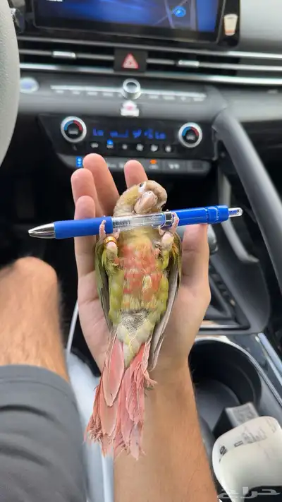 كنيور اناناس متكلم index