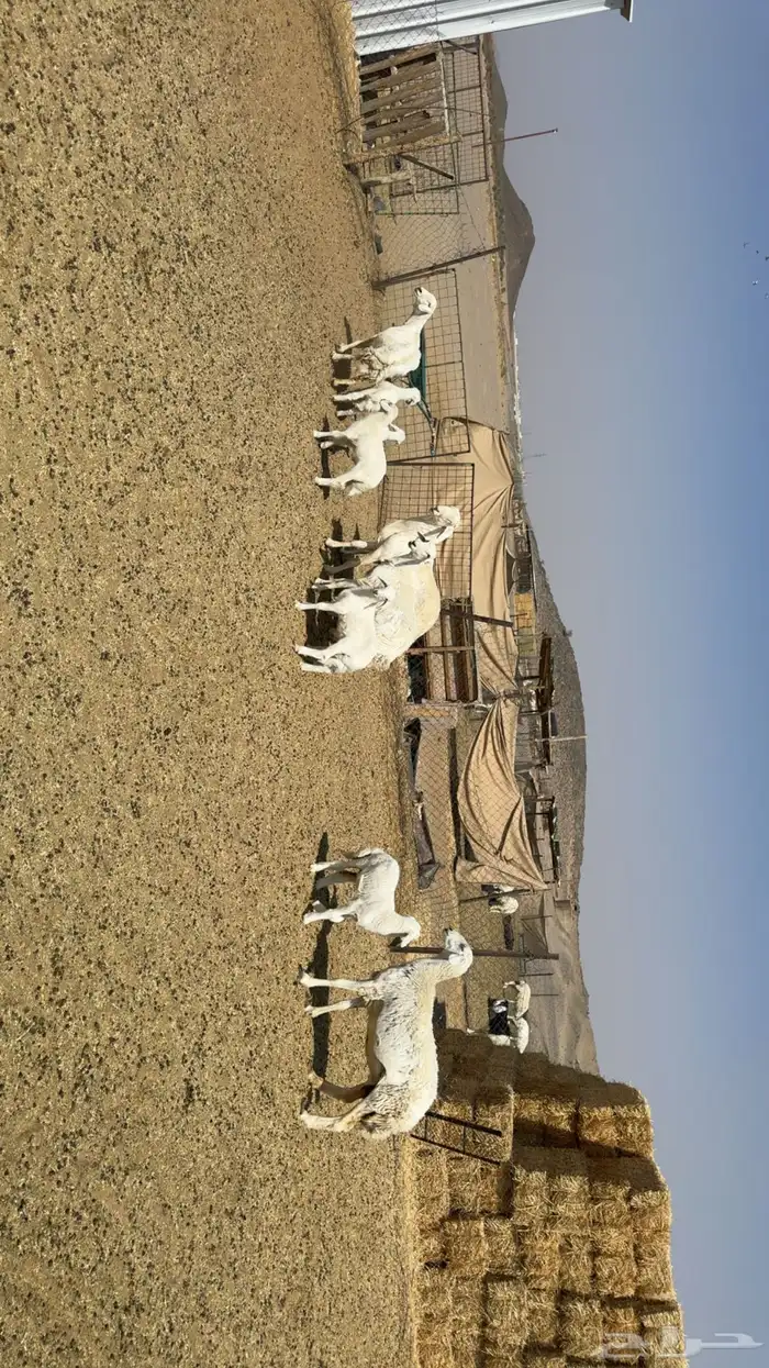 غنم حرش شبب 3