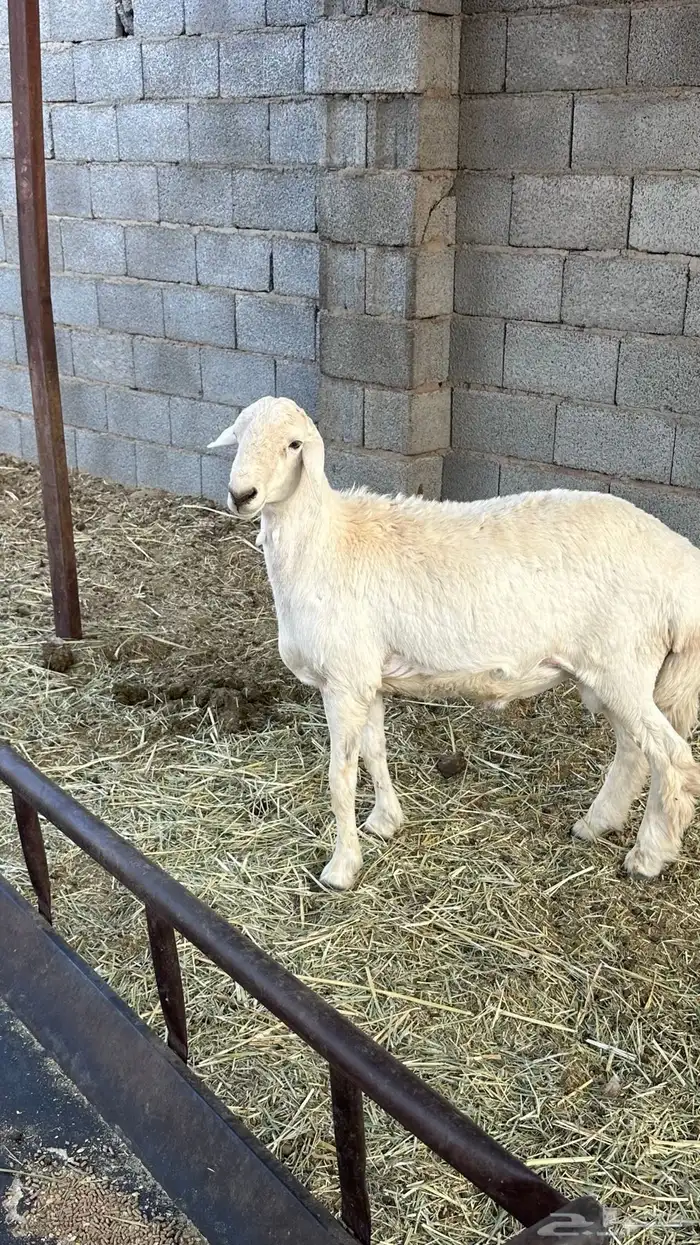 طلي حري ذبيحه للبيع 5