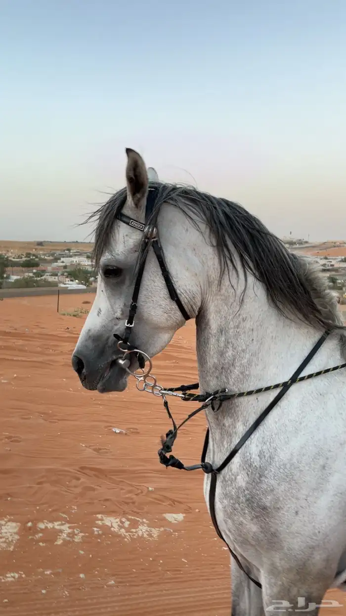 حصان شعبي جمرره للبيع 0