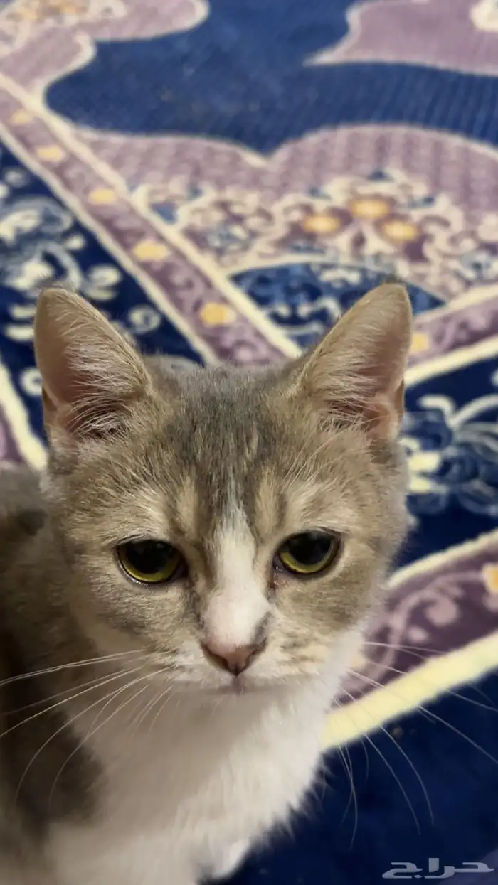 قطتين للتبني 0