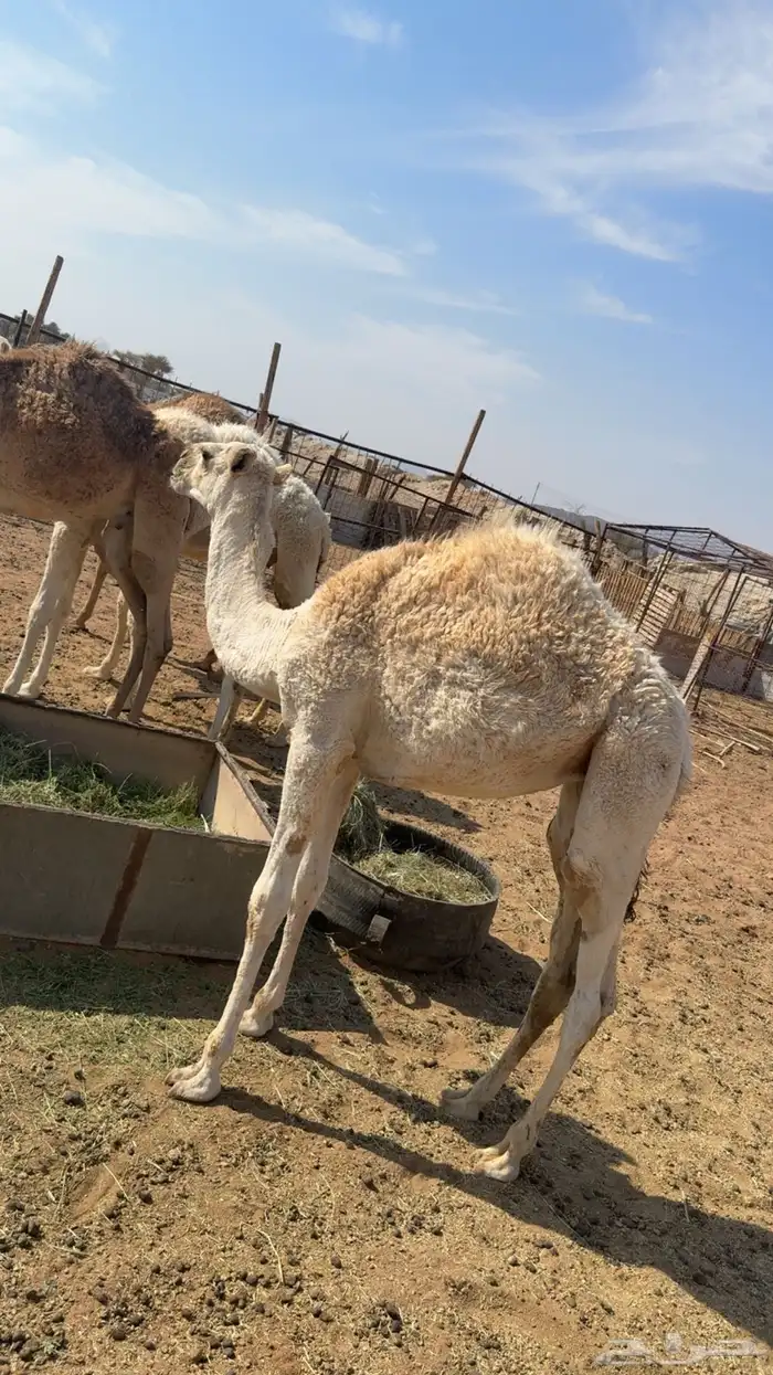 قعدان للبيع 1