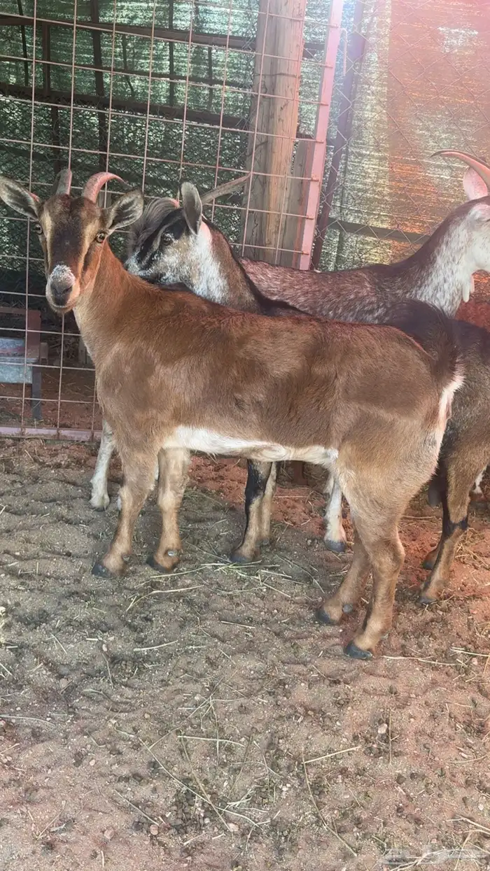 معزا دفيع العدد 4 0