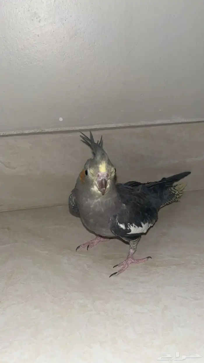 كروان انثى للانتاج 3