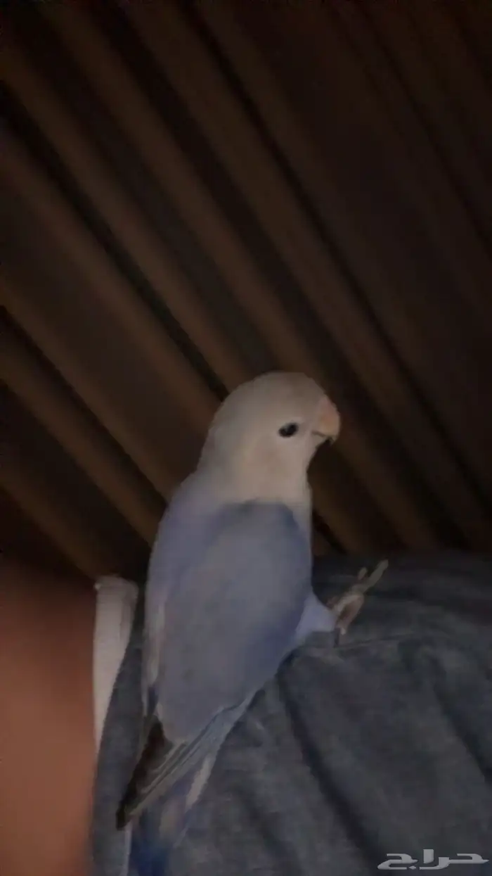 ببغاء روز اليف هدد 2